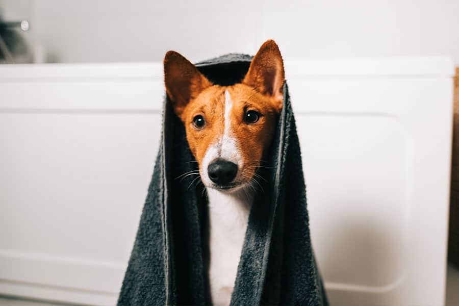 Healthy Pet Dog Wash Fundraiser – Saturday, May 1