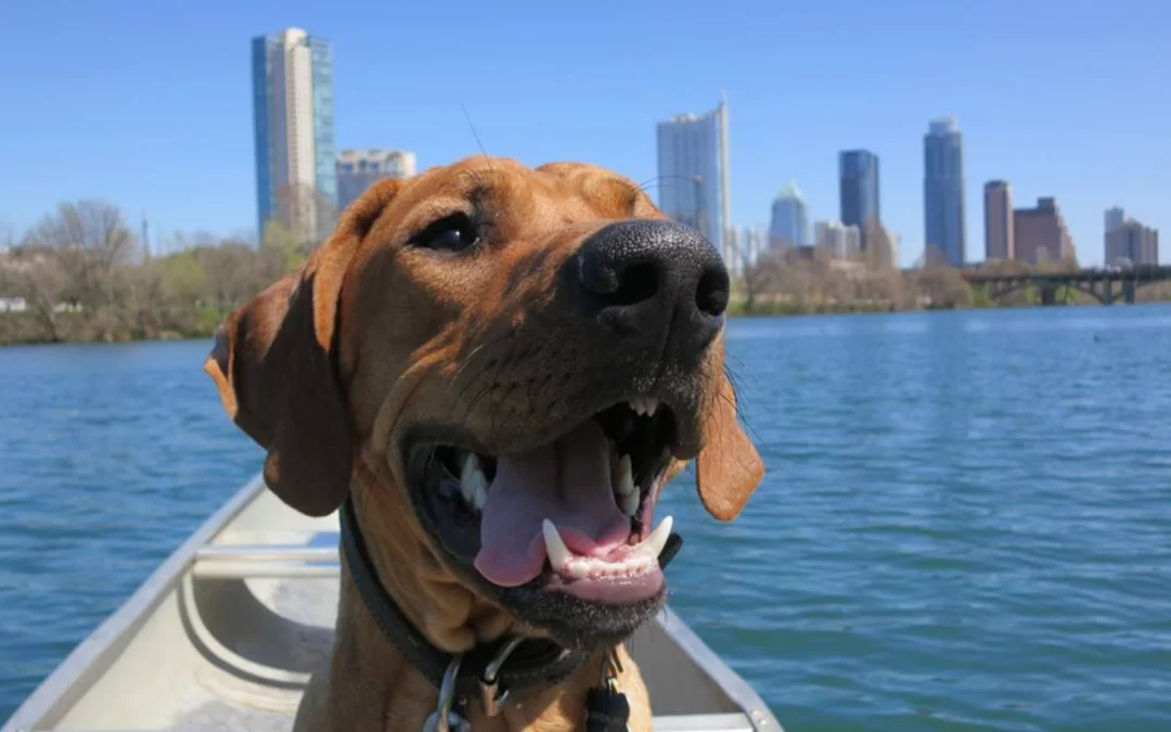 Dog owners beware: Harmful algae detected in several Austin-area lakes