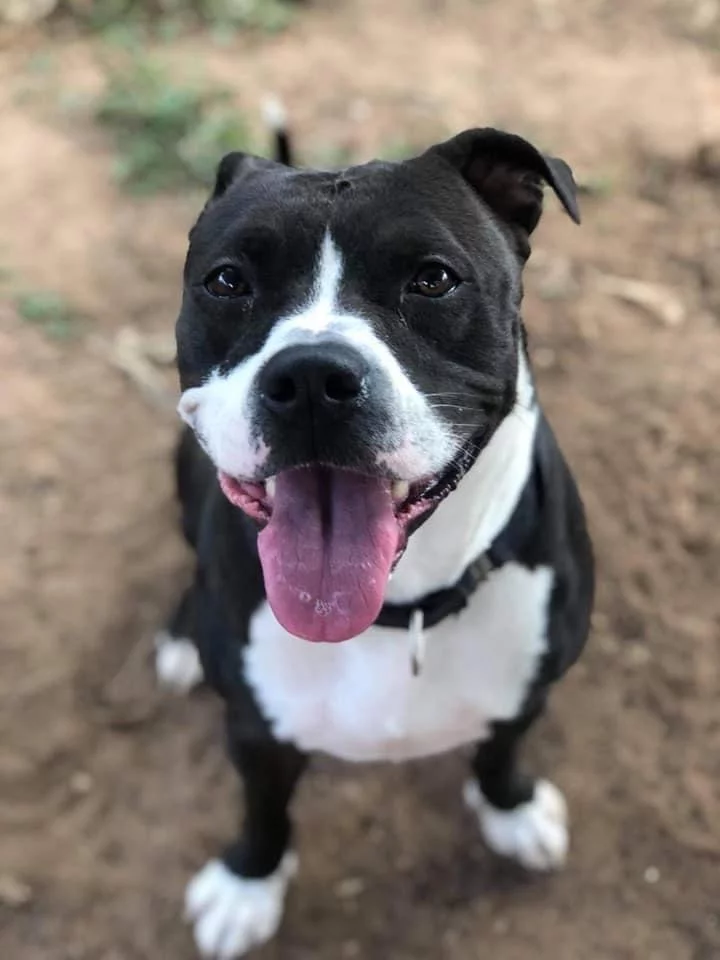 Pet Services ~ Dog Walking x Pet Sitting x Pet Boarding x Adoption Awareness