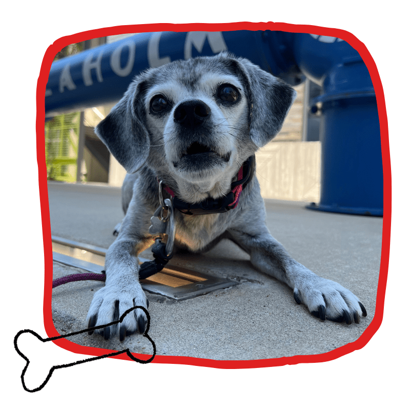 Dog Walking & Pet Sitting in Downtown Austin Home