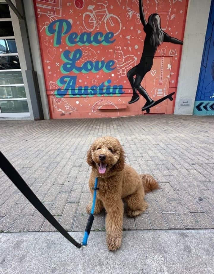 See Jane Walk Austin Pet Sitter and Dog Walker Austin Pet sitter and dog walking