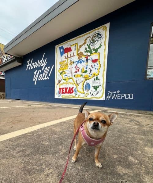 Chihuahua in a pink harness posing in front of a Texas mural with "Howdy Y’all!" in Austin