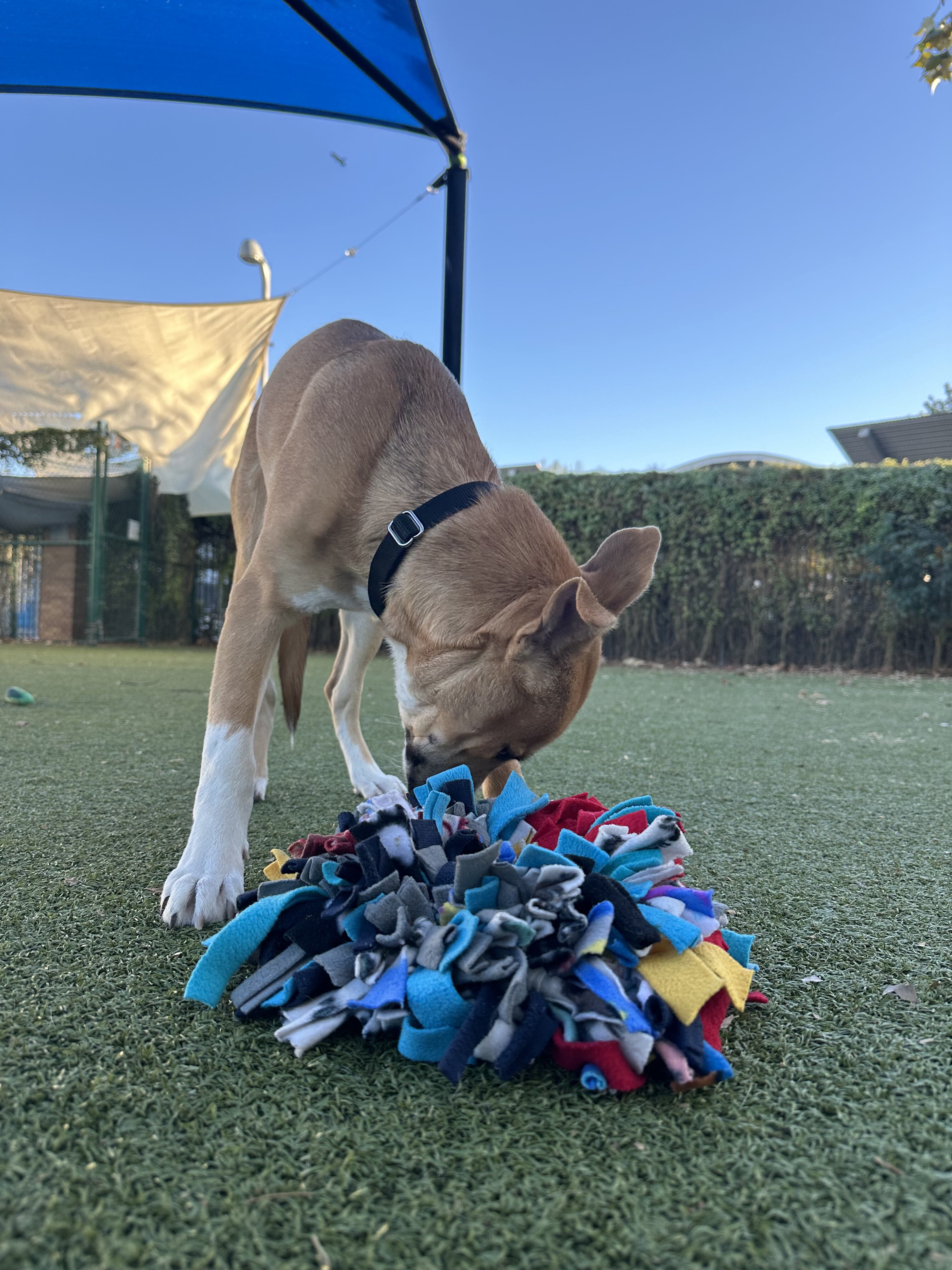 Dog-Enrichment-Sniff-Mat